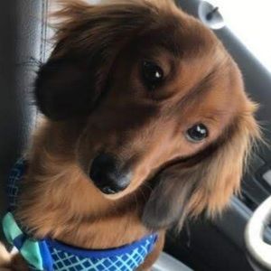 Meet your Posher, Irene